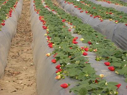 Agricoltura. Al via il Piano Giovani!