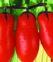 san marzano j